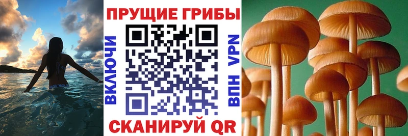 Псилоцибиновые грибы прущие грибы  закладка  Петушки 